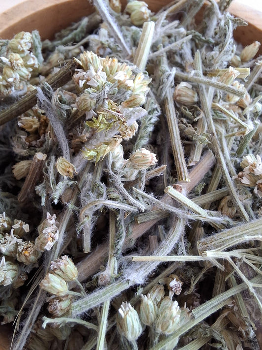 Yarrow (Achillea millefolium) Herb – dried hand-cut flowers, leaves & stems